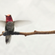 Anna’s hummingbird, common to the Pacific Northwest. Image: Robert Ewart